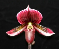 Paph. Hsinying Lajo